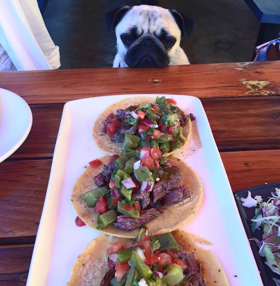 tacos and a pug?!